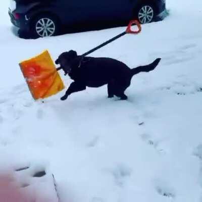 Doggo doesn't know how to shovel... but he knows how to have fun