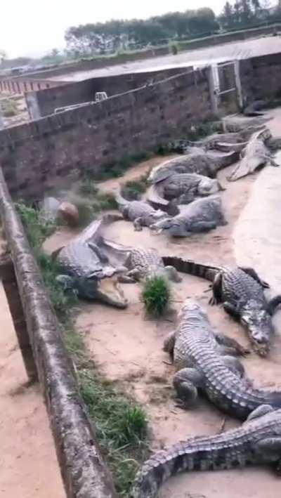 Hen escaping a crocodile pond.