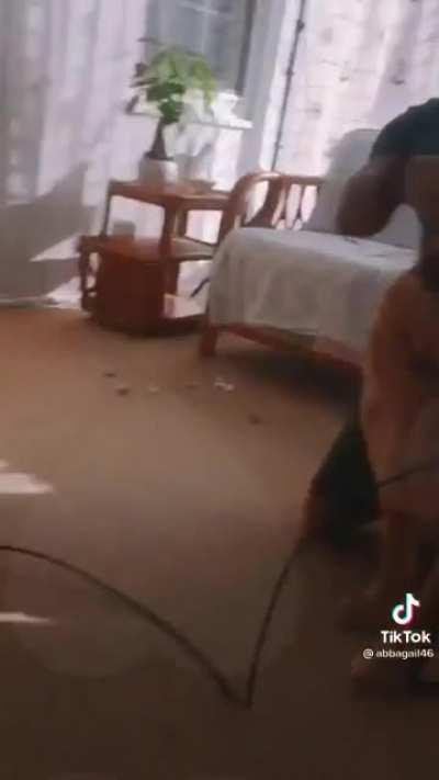 Dog tries VR for the first time