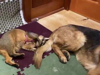 Tail Obsessed Cat! [OC]