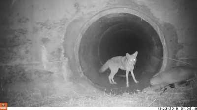 Coyotes and badgers hunt together as shown in this video.