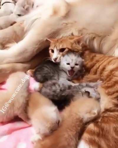 A gang of kittens so small that they should be punished! Such illegal acts!