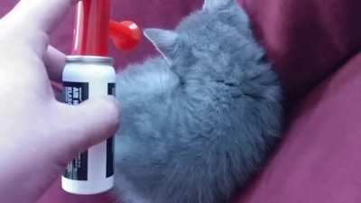 Waking up a kitten with an air horn