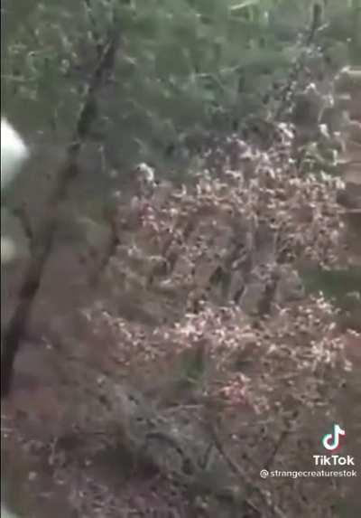 Saw this on tik tok and it creeped me out