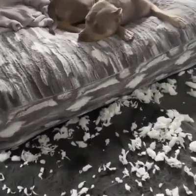 Сдал подельника