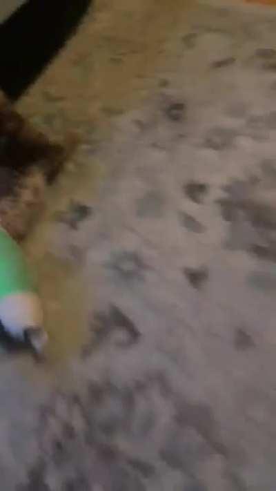 Evee update! She goes in for surgery tomorrow, she wants to cat so bad, her little frustrated face kills me. Soon she’ll have new robot legs(metal plates and pins) and be able to live her best smol life.