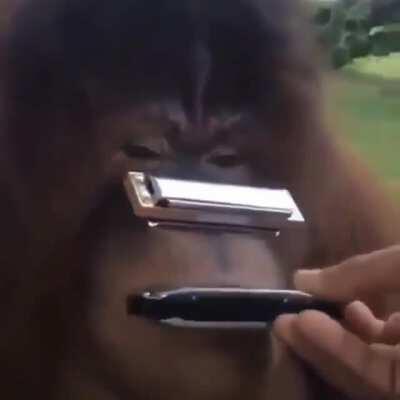 -Dia 23 subiendo un meme hasta que orslok me desbanee de twitch dragobian