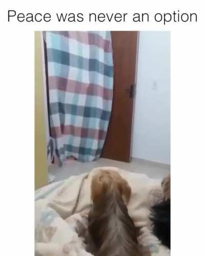 Peace was never an option