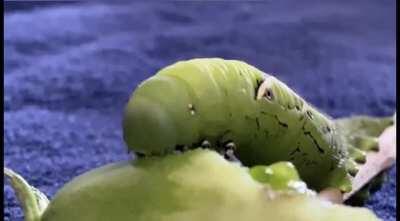 I can't be the only one who loves hornworms...