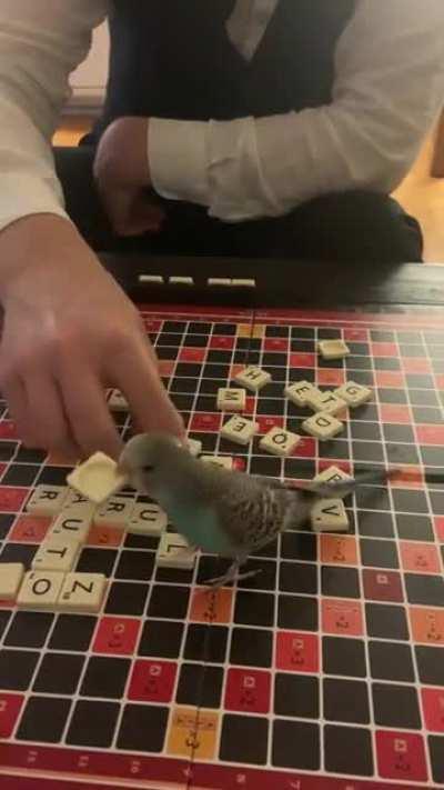 Our lovely budgie Bengan joined our Scrabble game. Happy new year ✨