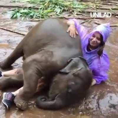 The Elephant's in need of a friend