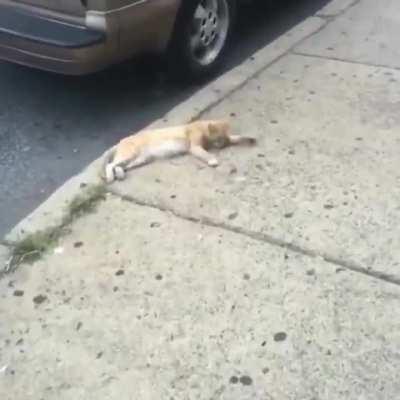 They done killed lil meow meow out here