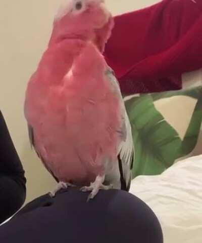 He only likes to dance on cute rhymes