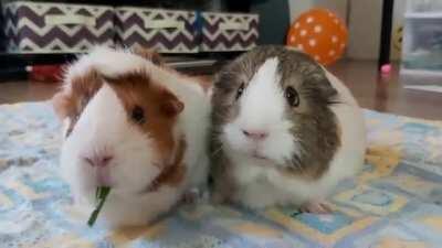 Sharing their food..so cute