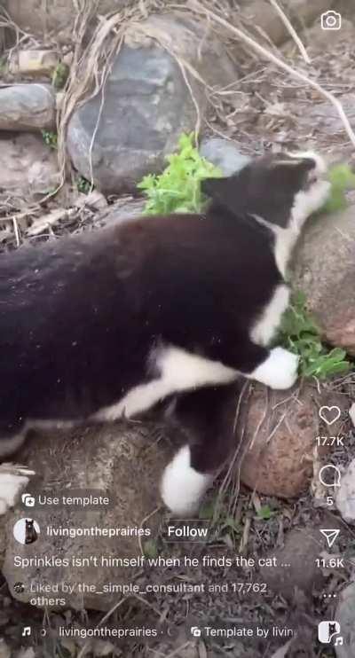 Found some catnip out in nature and it’s life may never be the same 😂