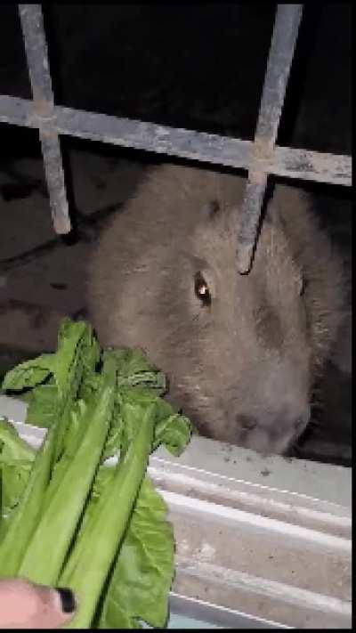 Rescue Carpi's late night snack