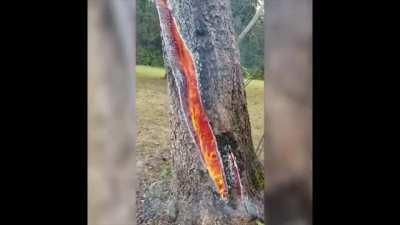 🔥 Tree burning from the inside after being struck by lightning!