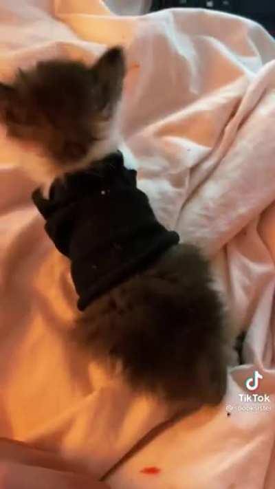 Following this tiny bean's updates on TikTok makes my day.