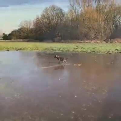 If This Dog Doesn't Get A Grip, Then This Post Isn't Going To Gain Any Traction