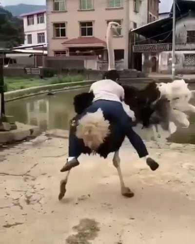 Don't ride the Ostrich