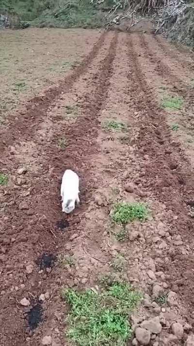 Whenever someone say dogs are better than cats coz they can have jobs, show them this clip 😍