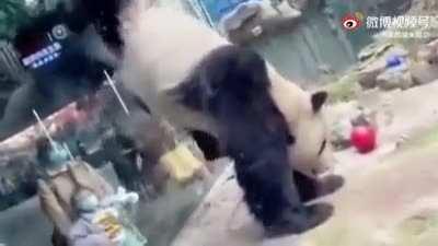 what a cute panda. Wait. WAIT