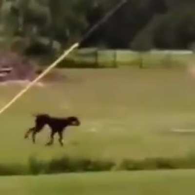 Every day this good boy brings a carrot to his best buddy