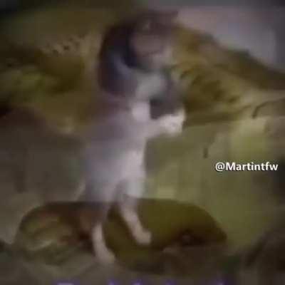 No kiss before marriage