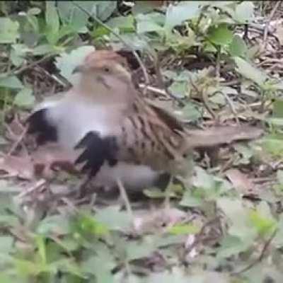 The cuckoo's dance to impress its female.