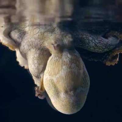 🔥 Heidi the Octopus, changing colors in her sleep.