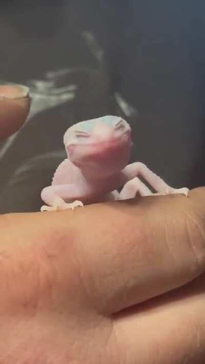 Even babies have to pay the Gecko Tax! This is Pandora having a wax worm treat while her paper towel substrate is changed! ❤️😍