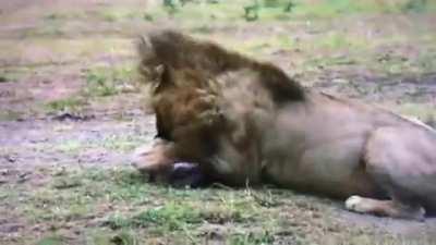 Lion brutally cripples a hyena cub