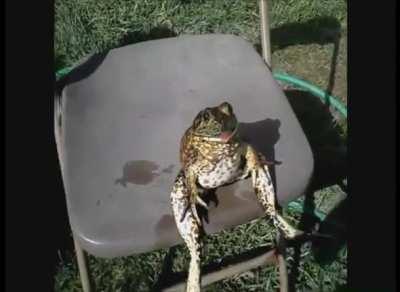 🚨 IT IS FROG FRIDAY EVERYONE 🚨