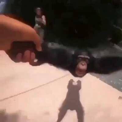 Mmm Monkey