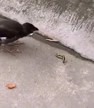 young birds thinking food will automatically jump to their mouth since their mothers fed them like that