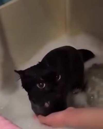 How to bath your dragon.