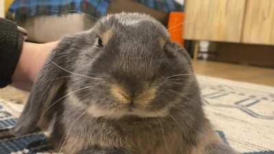 Just a super relaxed floofy boy, 1 day post neuter and he’s still a total sweetie 🥰