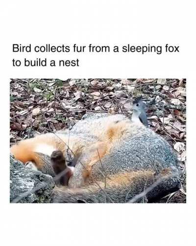 🔥 nature benefiting from nature