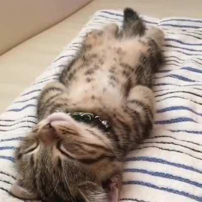 To wake the kitten up.