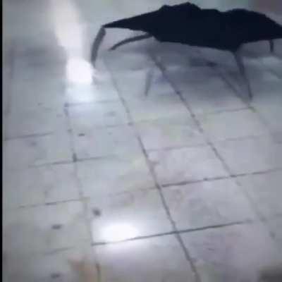 Day 2 of random videos in my gallery