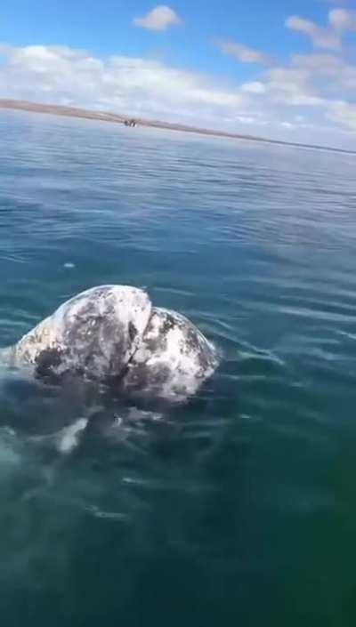 🔥 A fisherman in the lagoon of Ojo de Liebre removes parasites from the head of a whale that he has built up trust with after years of fishing in the same lagoon.