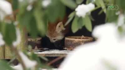 Video from Zoo in my city