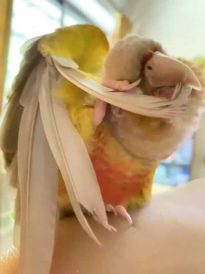 Why does she sometimes hold her feathers like this?