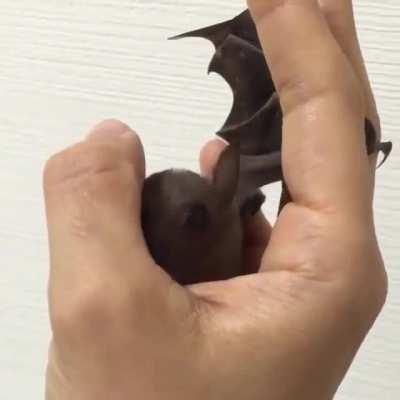 Летучая мышка