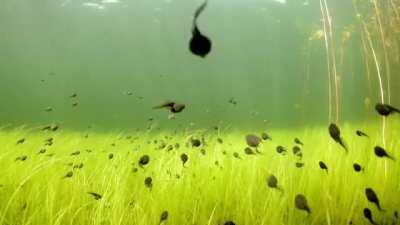 🔥 Tadpoles swimming in formation in Cedar Lake, British Columbia.
