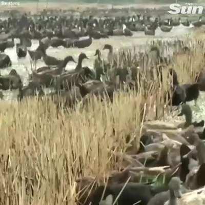 Around 10,000 ducks are sent to eat insects in a rice paddy after harvest in Thailand...