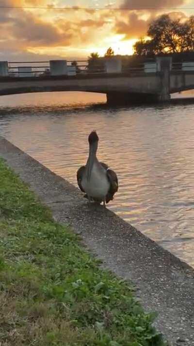 Y’all like the Bayou Pelican?! He’s been making my life lately. Here you go, from a couple of weeks ago.