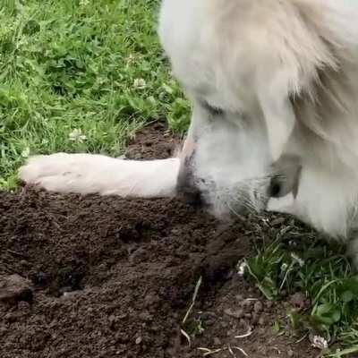 The doggo met a gopher in Golden Gate Park, San Francisco
