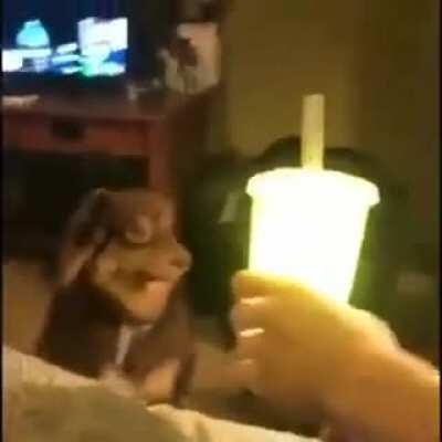 Como cobfundir o seu doggo.