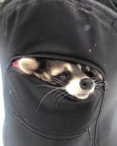 Adorable raccoon hiding in a backpack
